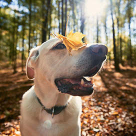 hund im wald